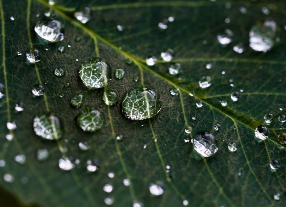 droplets on green leaf