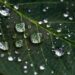 droplets on green leaf